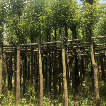 香樟代苗，可通过视频看货5-15公分新苗上市