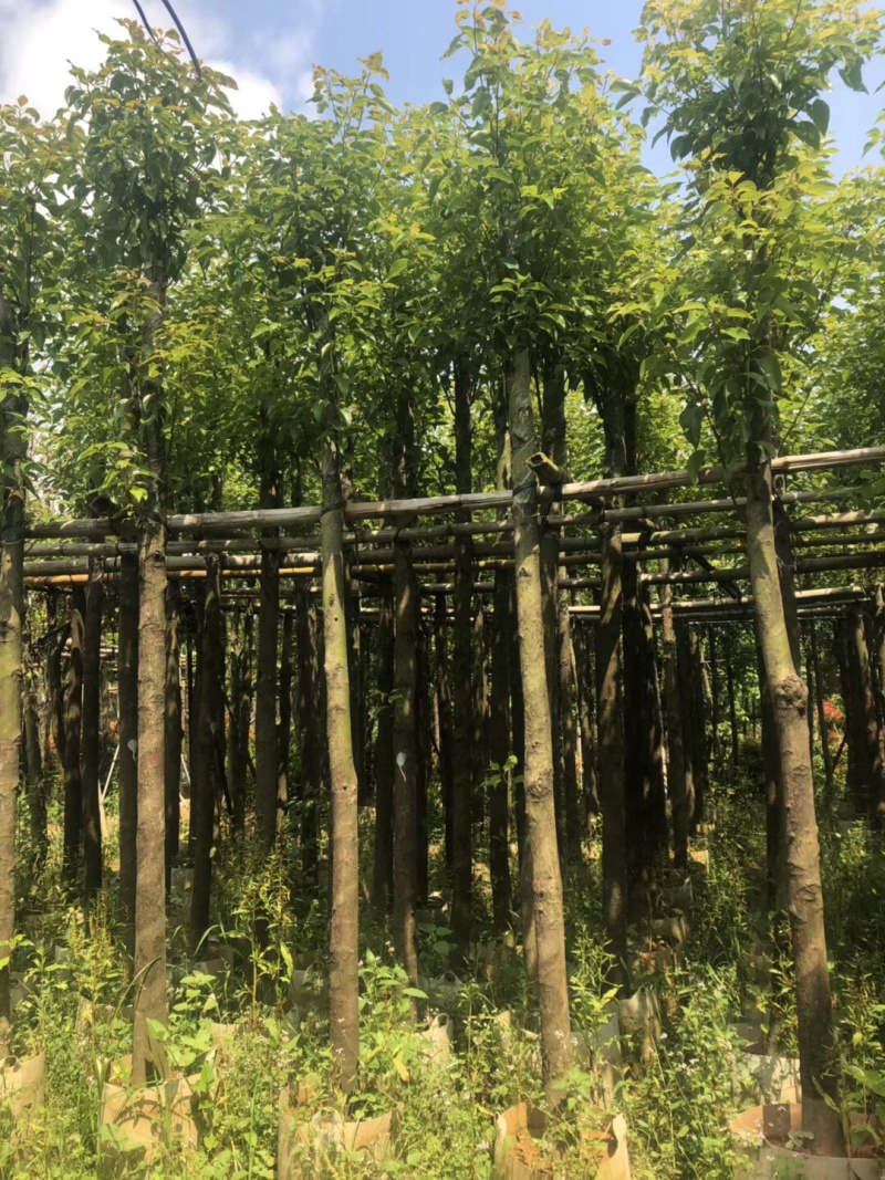 香樟代苗，可通过视频看货5-15公分新苗上市