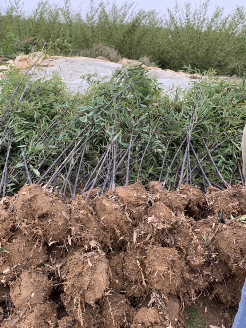 紫竹种植基地常年供应产地自产自销货源充足