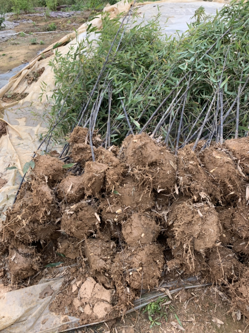 紫竹种植基地常年供应产地自产自销货源充足