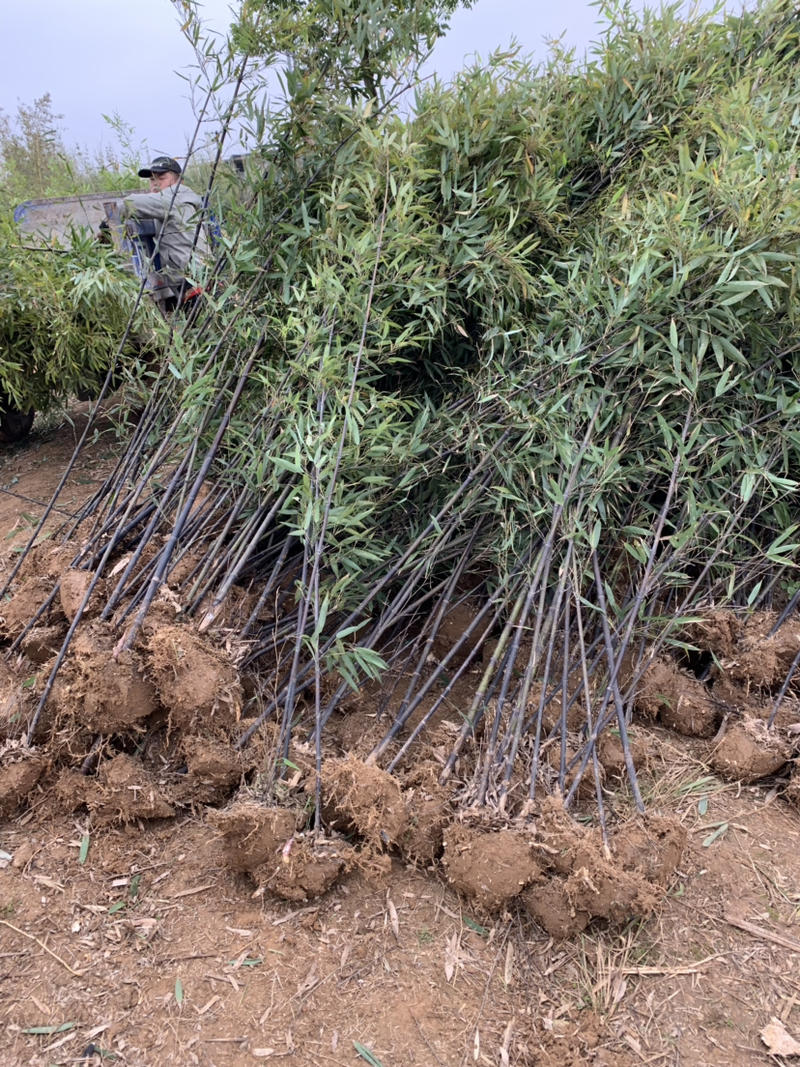 紫竹种植基地常年供应产地自产自销货源充足