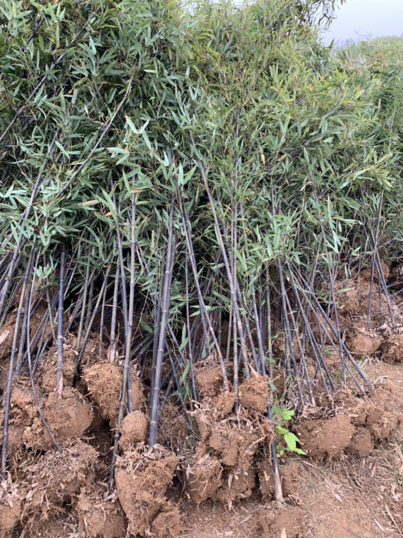 紫竹种植基地常年供应产地自产自销货源充足