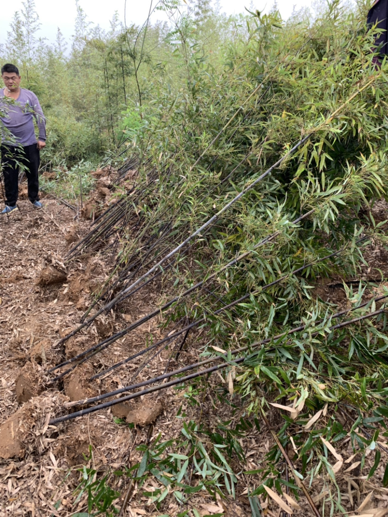 紫竹种植基地常年供应产地自产自销货源充足