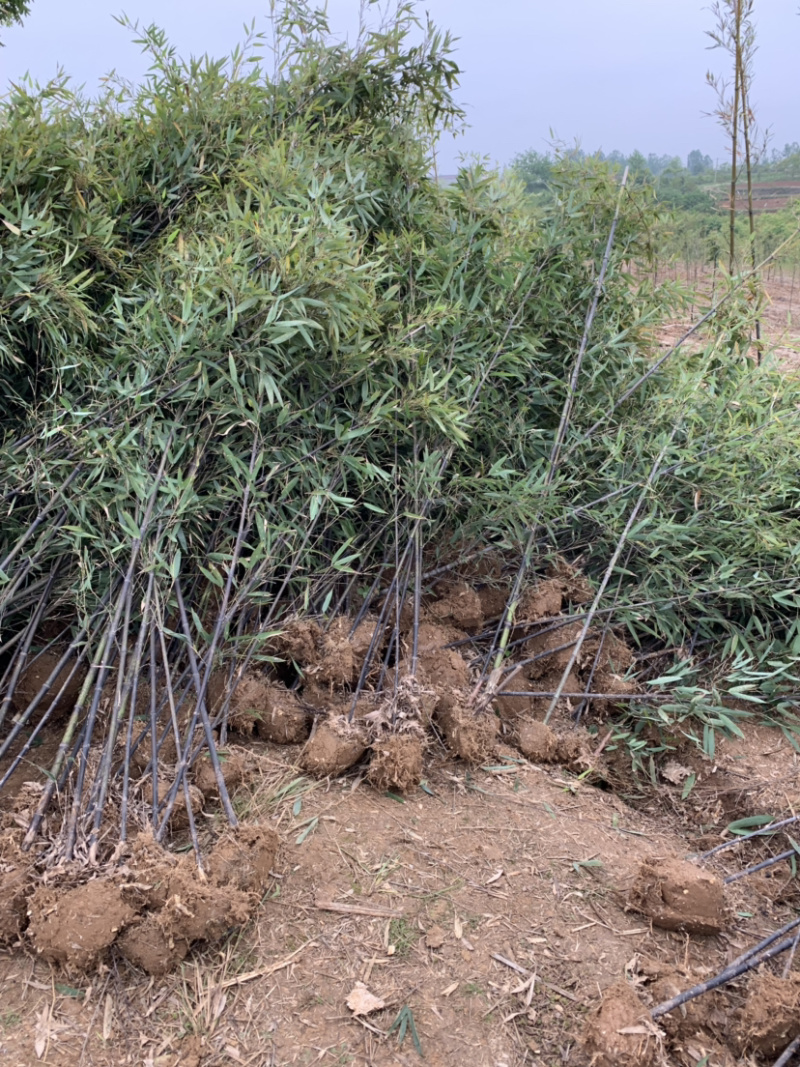 紫竹种植基地常年供应产地自产自销货源充足