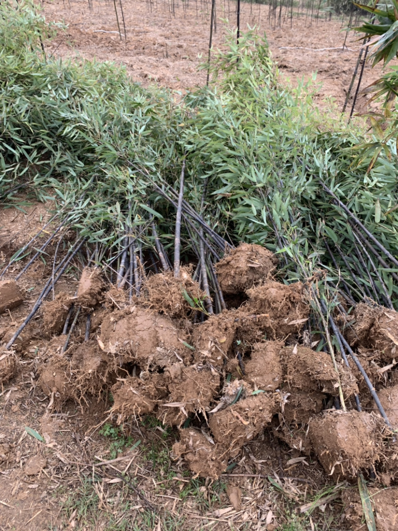 紫竹种植基地常年供应产地自产自销货源充足