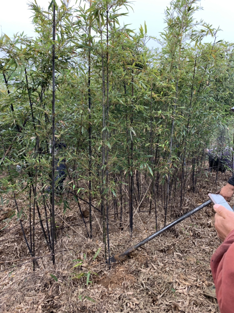 紫竹种植基地常年供应产地自产自销货源充足