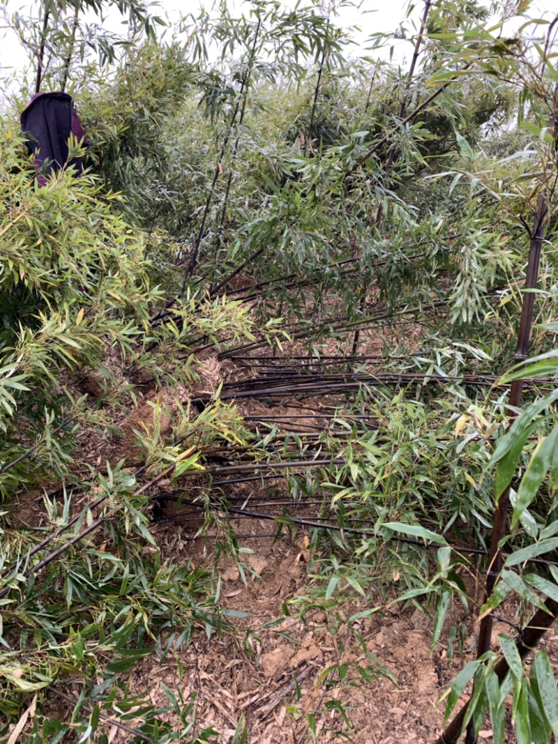 紫竹种植基地常年供应产地自产自销货源充足