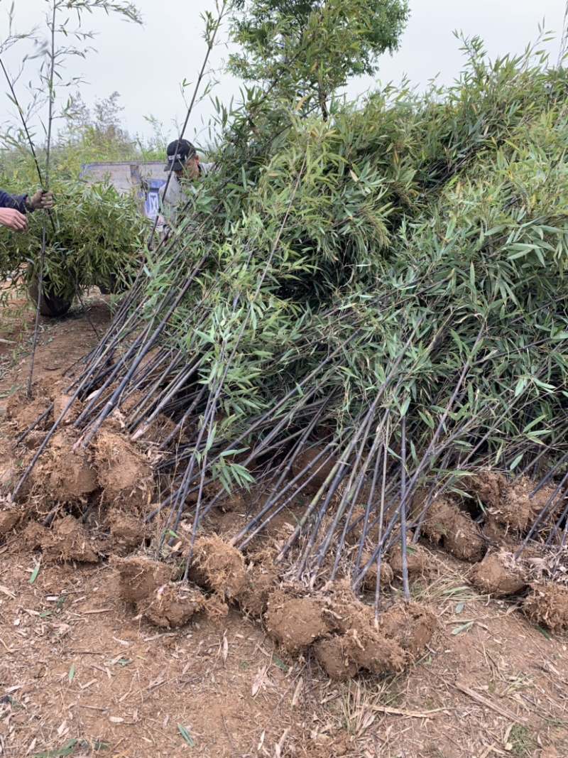 紫竹种植基地常年供应产地自产自销货源充足