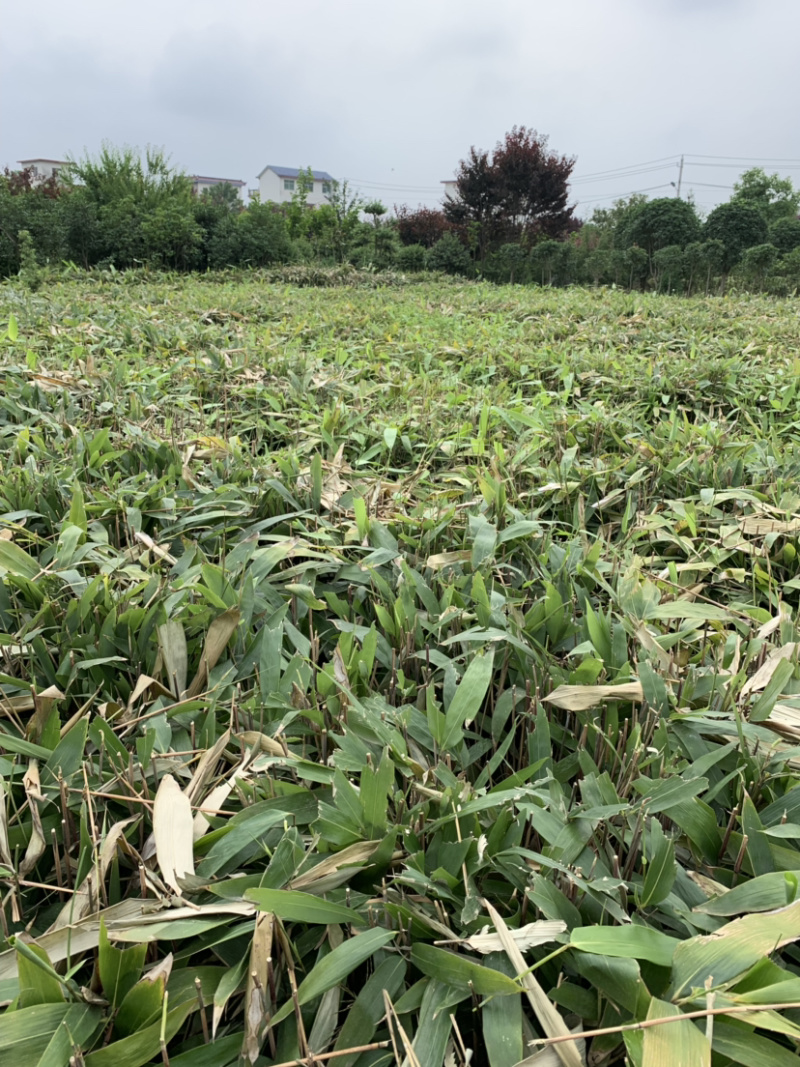 箬竹大量供应观赏竹大量供应