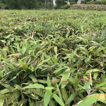 箬竹大量供应观赏竹大量供应