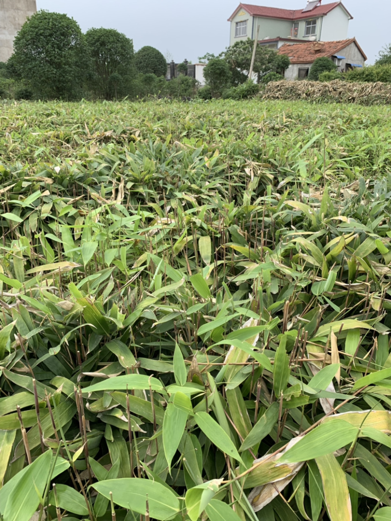 箬竹大量供应观赏竹大量供应