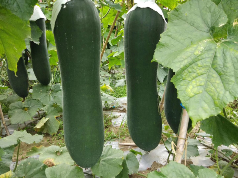 黑皮冬瓜6六中旬上市代理代办