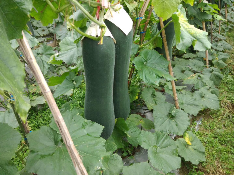 黑皮冬瓜6六中旬上市代理代办