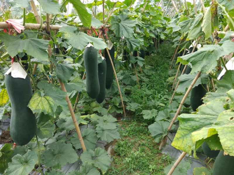 黑皮冬瓜6六中旬上市代理代办