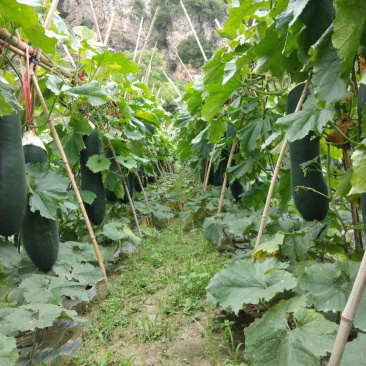 黑皮冬瓜6六中旬上市代理代办