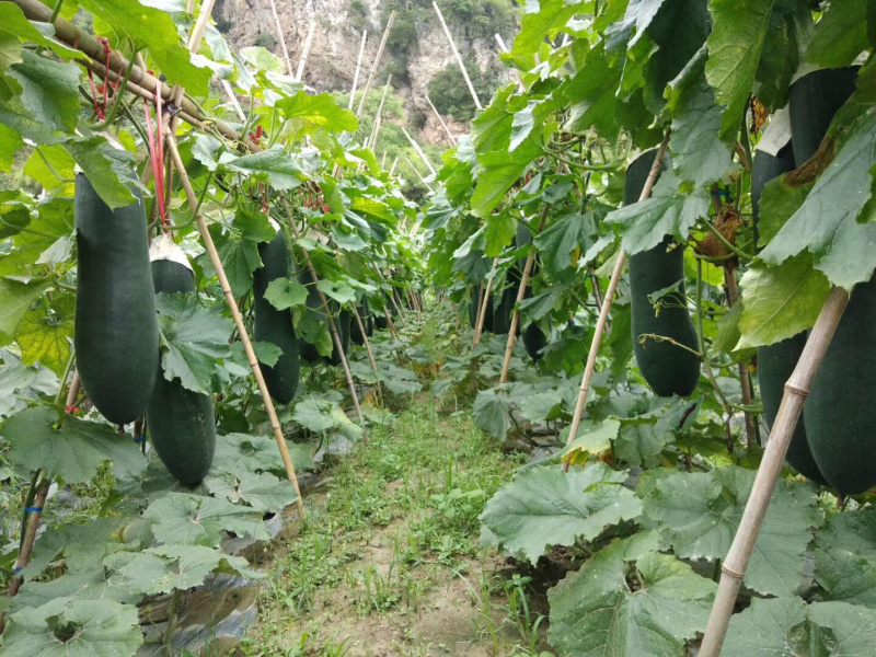 黑皮冬瓜6六中旬上市代理代办