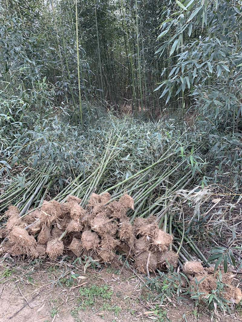 刚竹大量供应质量优良货源充足