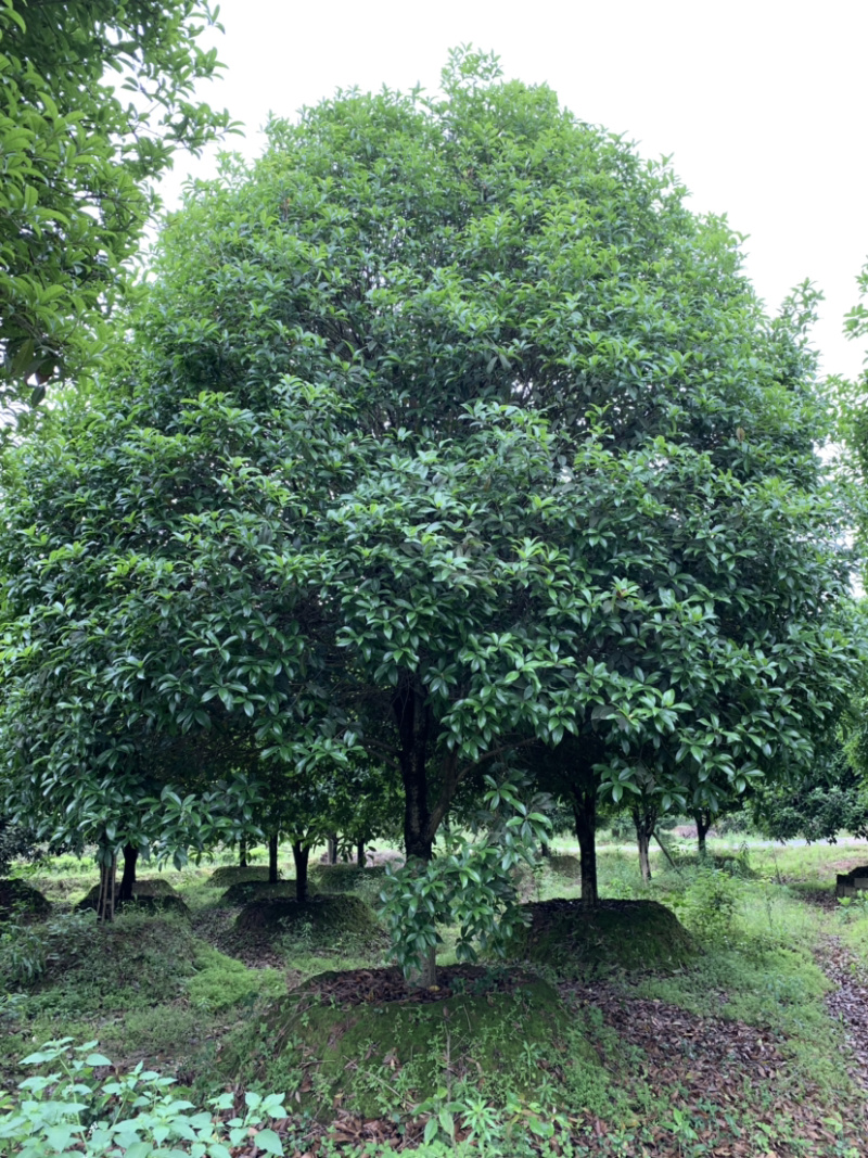 12-20-30公分桂花