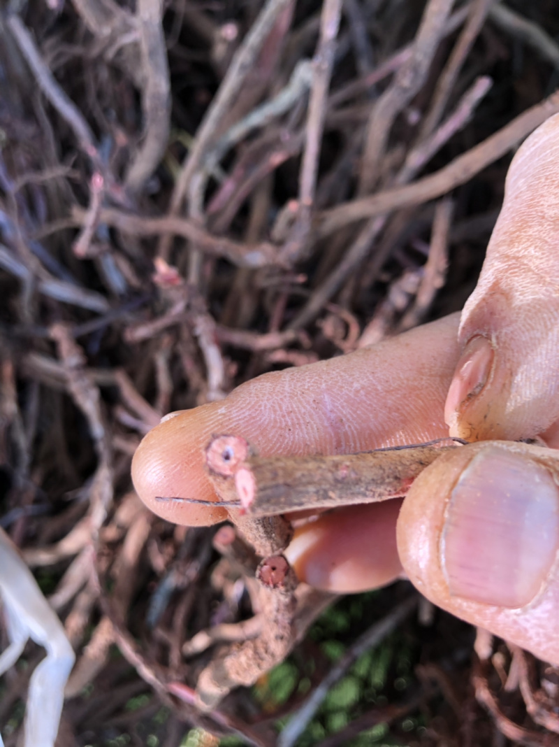 茜草手选货统货机压包茜草红根子靓货