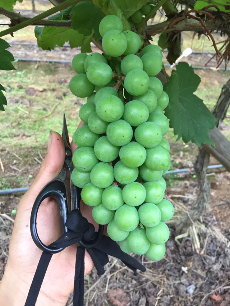 夏黑葡萄