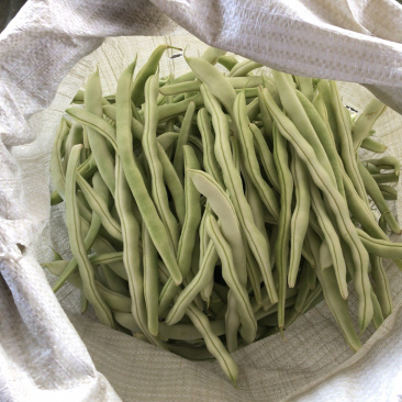 我市场白豆角上市了