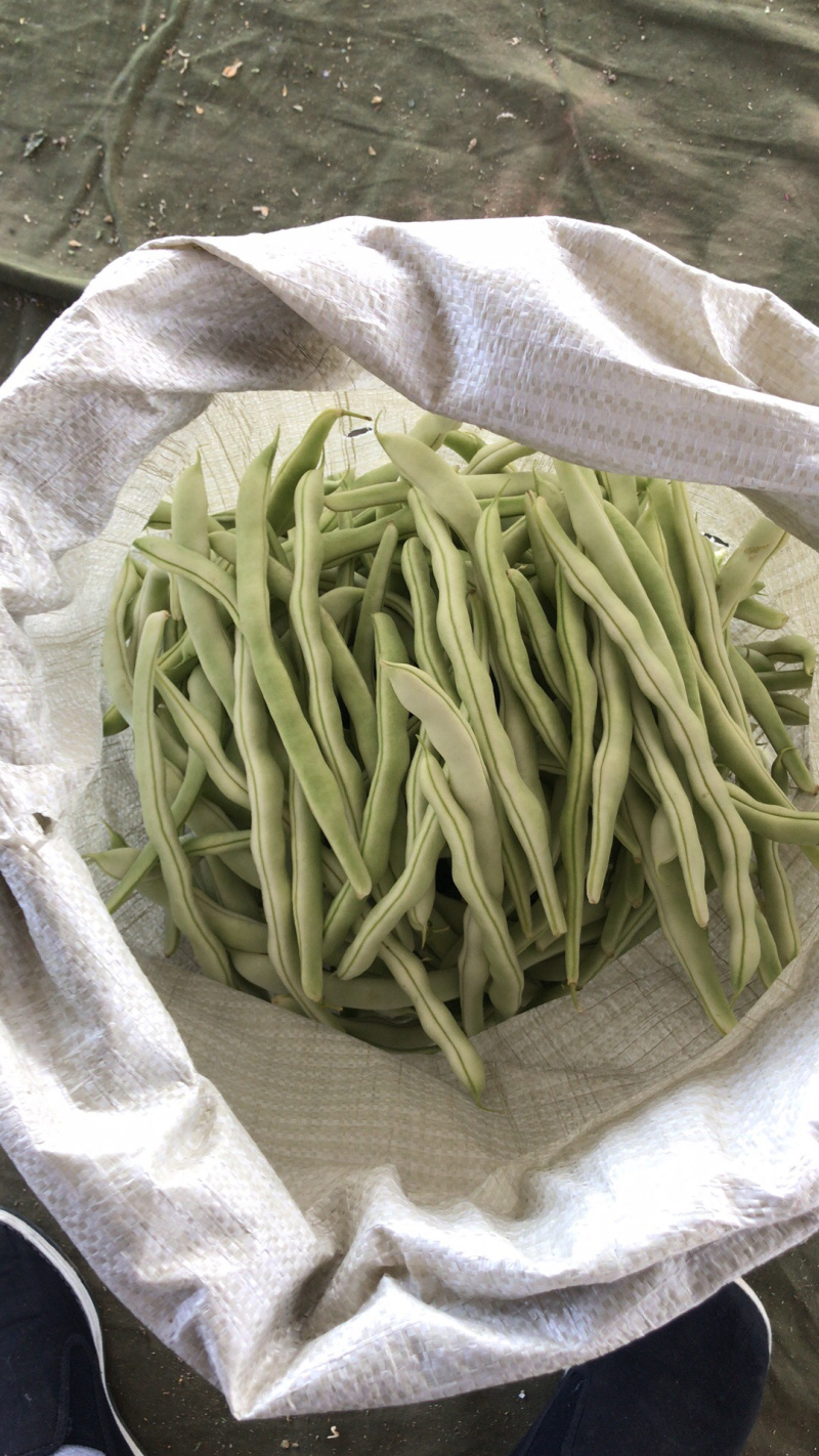 我市场白豆角上市了