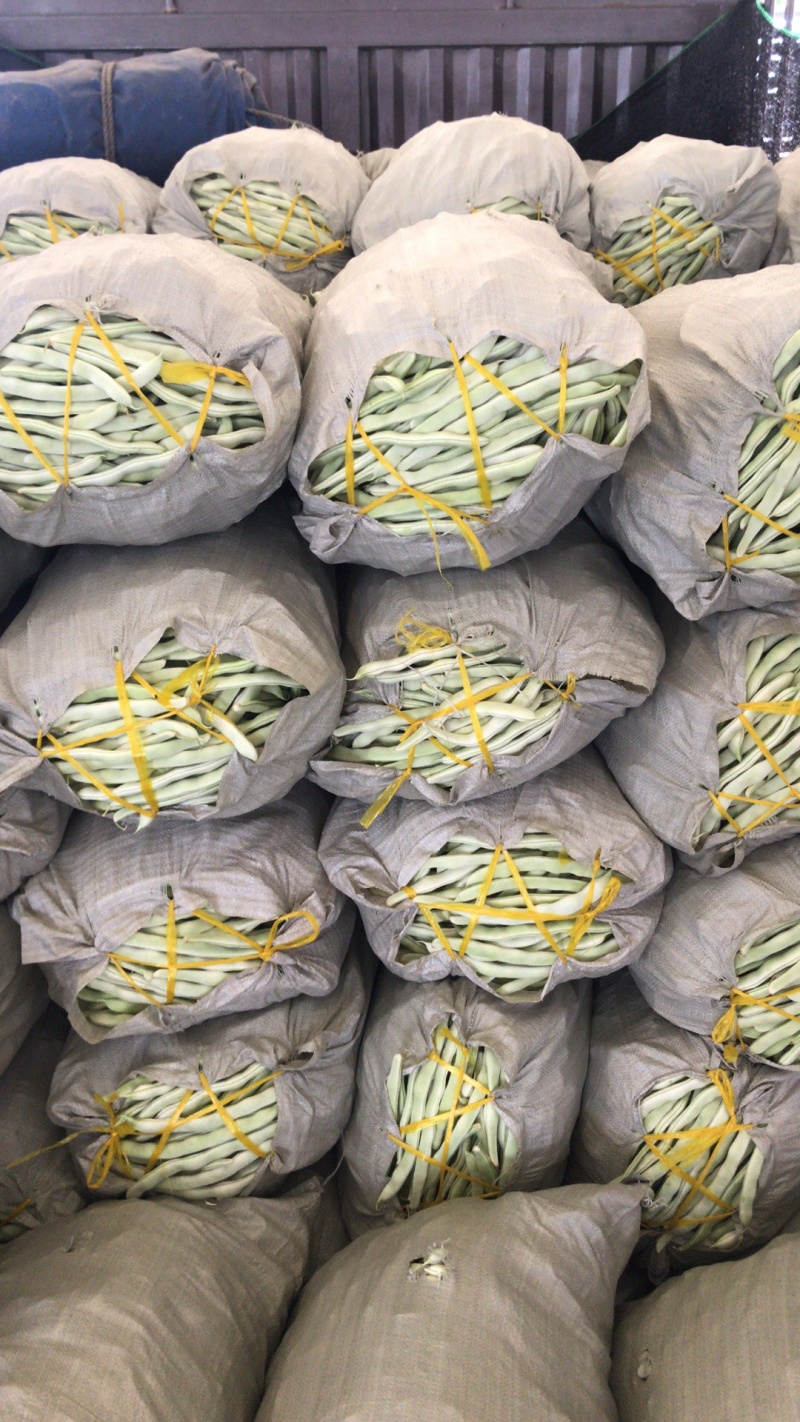 我市场白豆角上市了