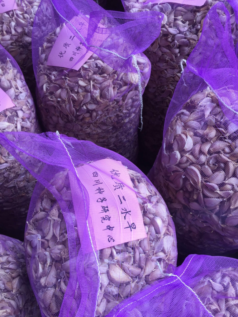 二水早（川蒜）蒜种