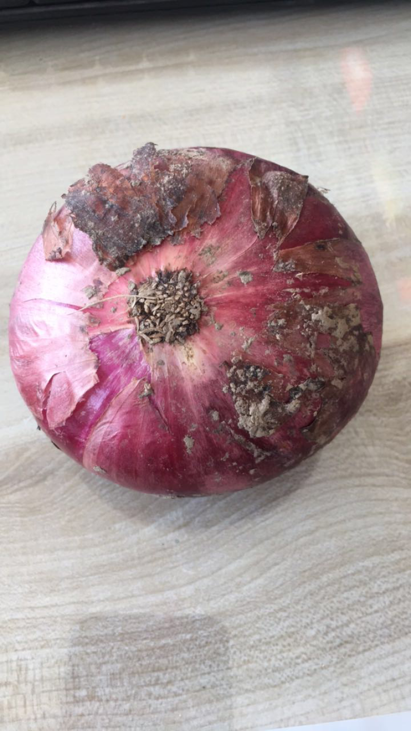 洋葱