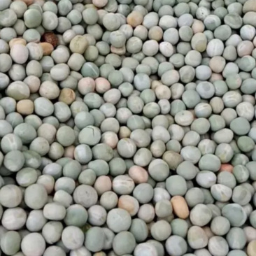 豌豆