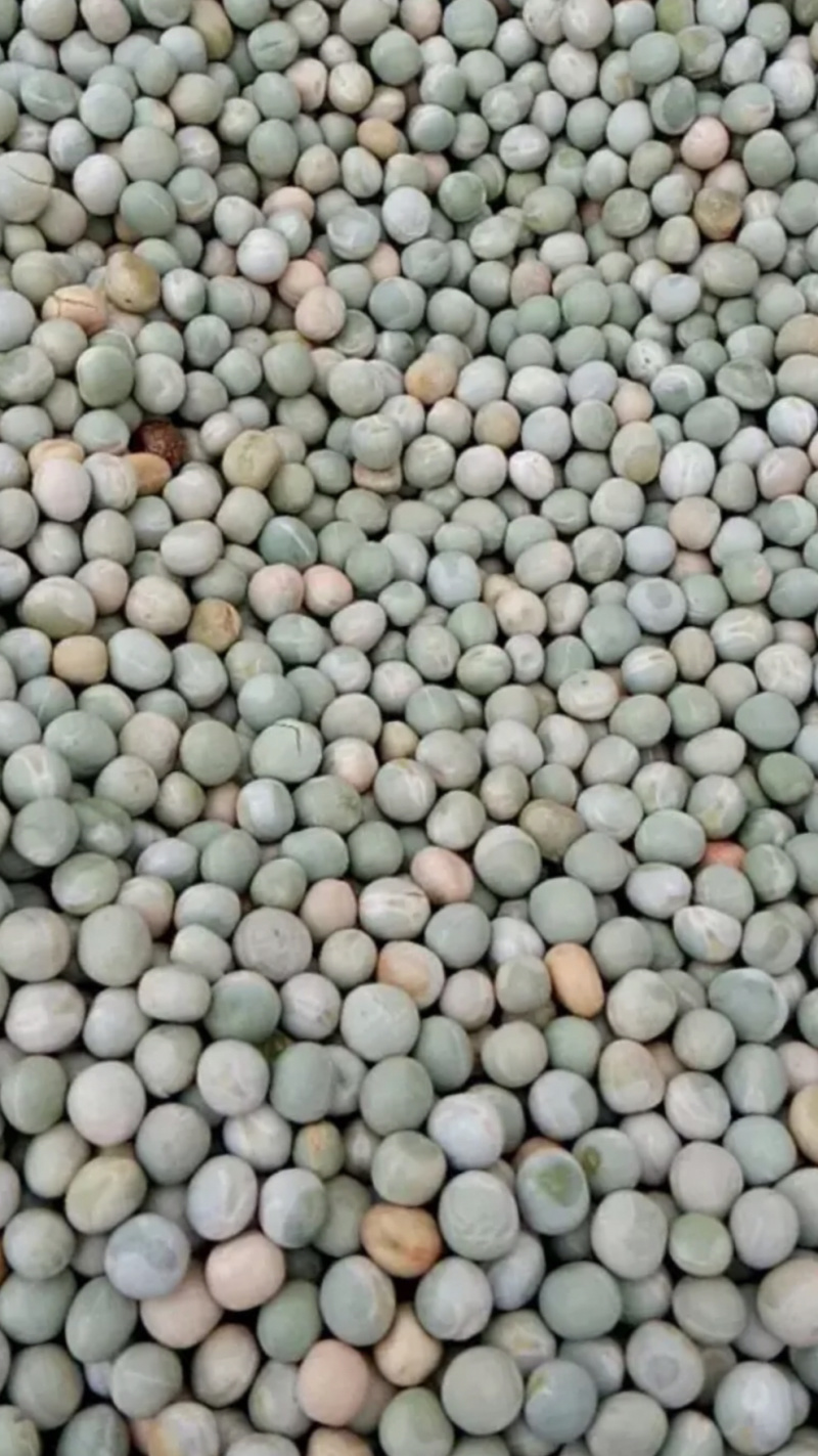 豌豆