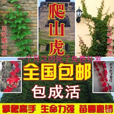 爬山虎苗会变红的爬山虎南北方种植室内室外包邮