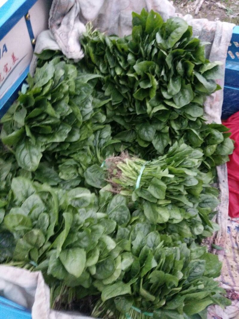 越冬菠菜20~25厘米