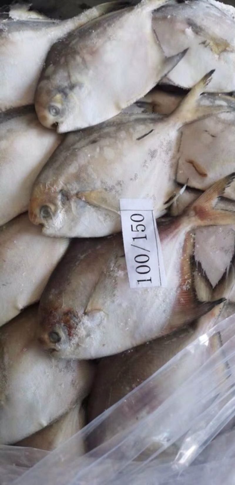 摆盘小白鲳