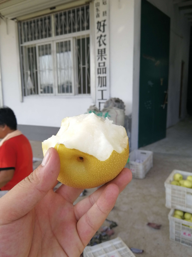 库存丰水梨