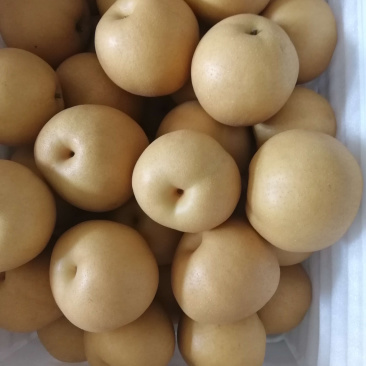 库存丰水梨