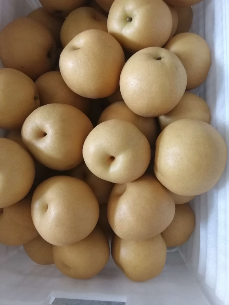 库存丰水梨