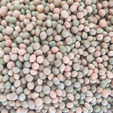 供应白箭舌豆小粉豆小白豆鸽粮小豌豆小白豌豆