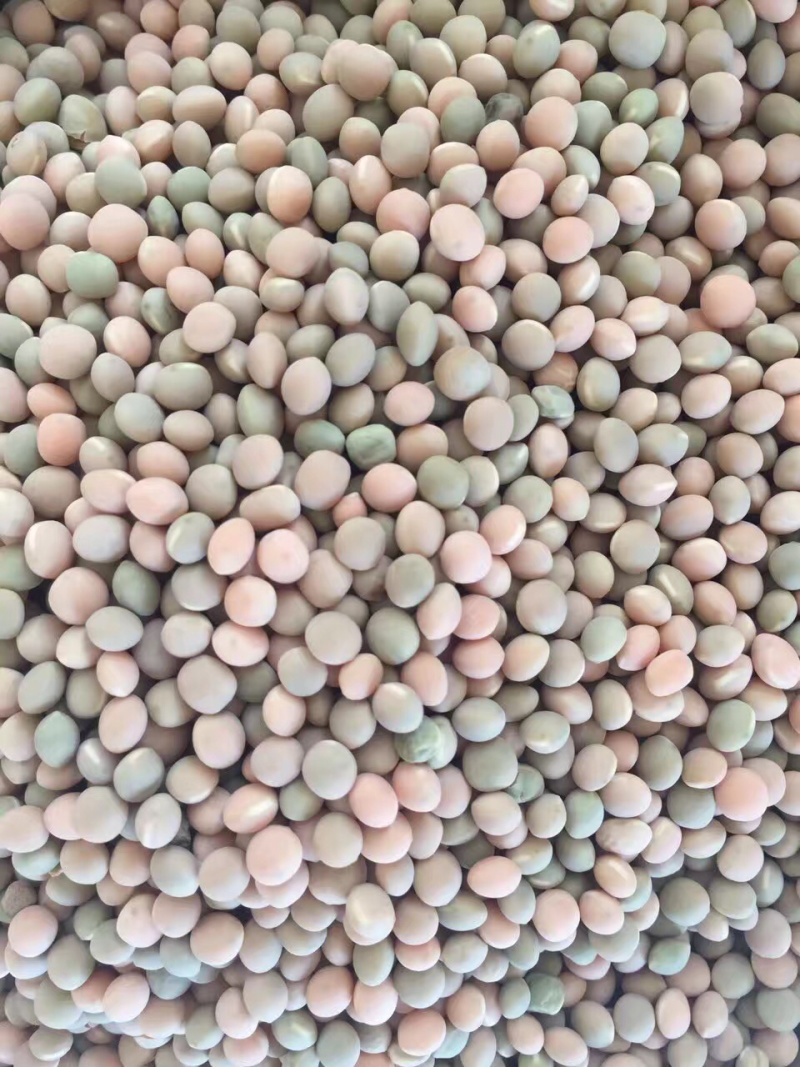 供应白箭舌豆小粉豆小白豆鸽粮小豌豆小白豌豆
