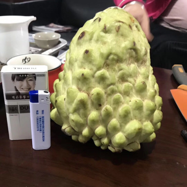 釋迦苗