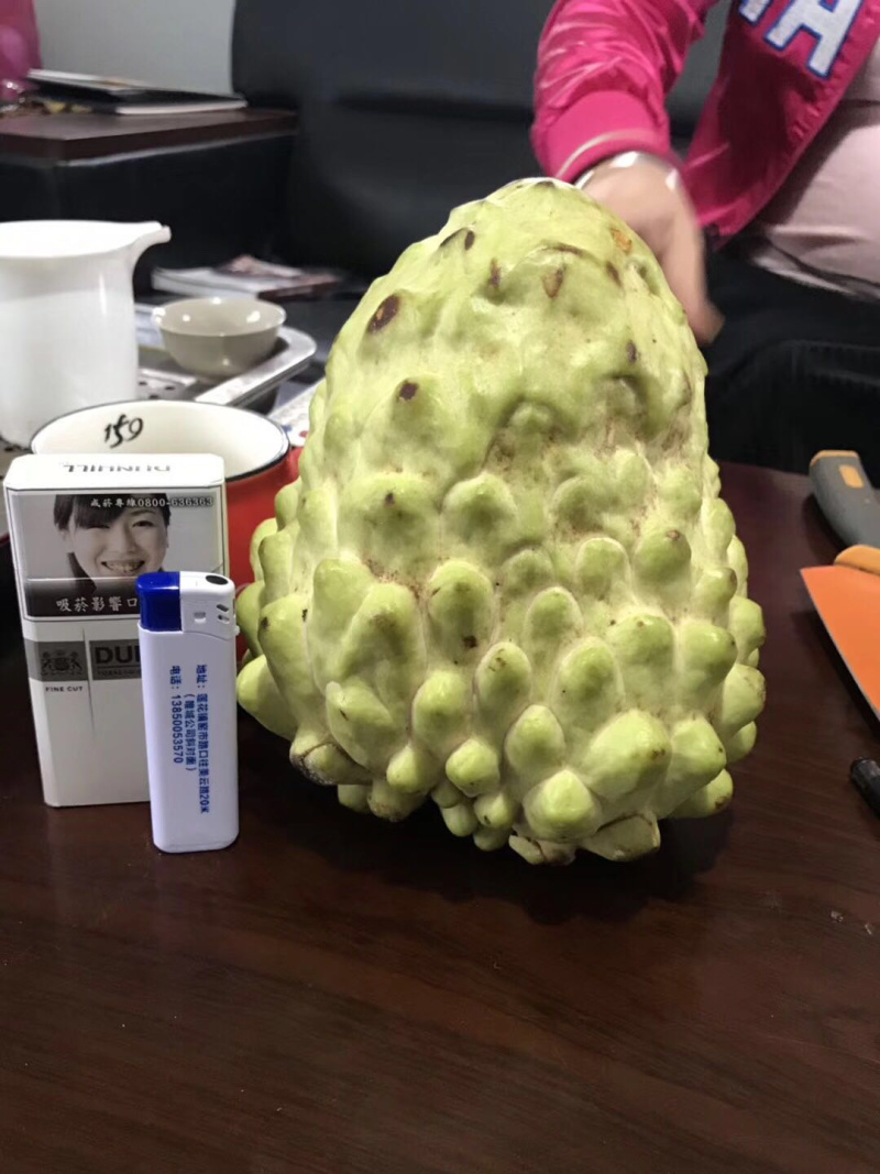 釋迦苗
