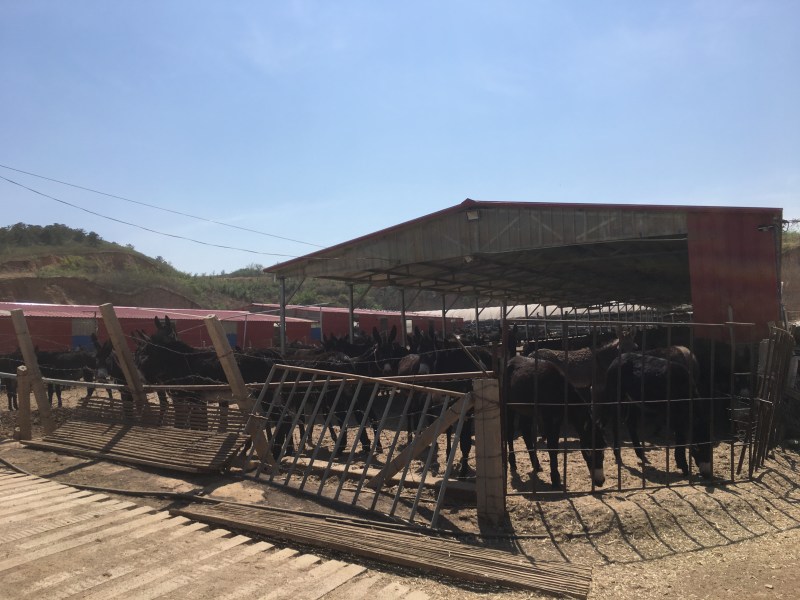 生鲜驴肉
