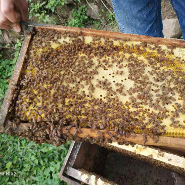 成都崇州常年大量出售种蜂，种蜂群260一箱，蜂箱80