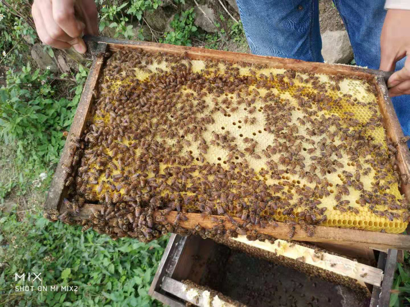 成都崇州常年大量出售种蜂，种蜂群260一箱，蜂箱80