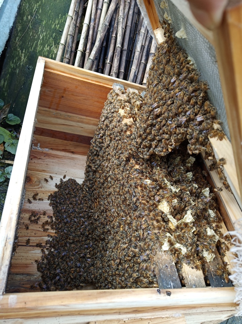 成都崇州常年大量出售种蜂，种蜂群260一箱，蜂箱80