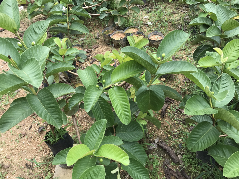 台湾少籽红宝石芭乐苗帝王芭乐苗珍珠番石榴苗