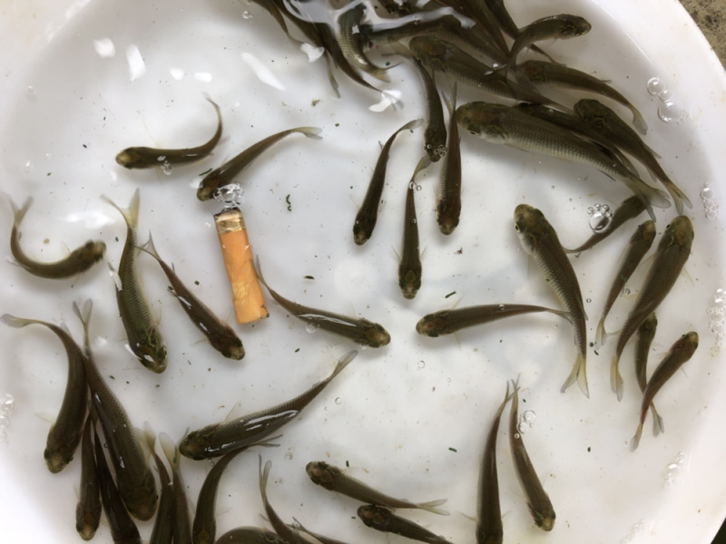 草鱼苗，