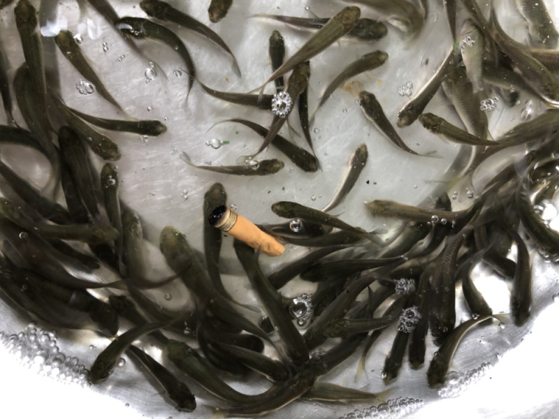 草鱼苗，