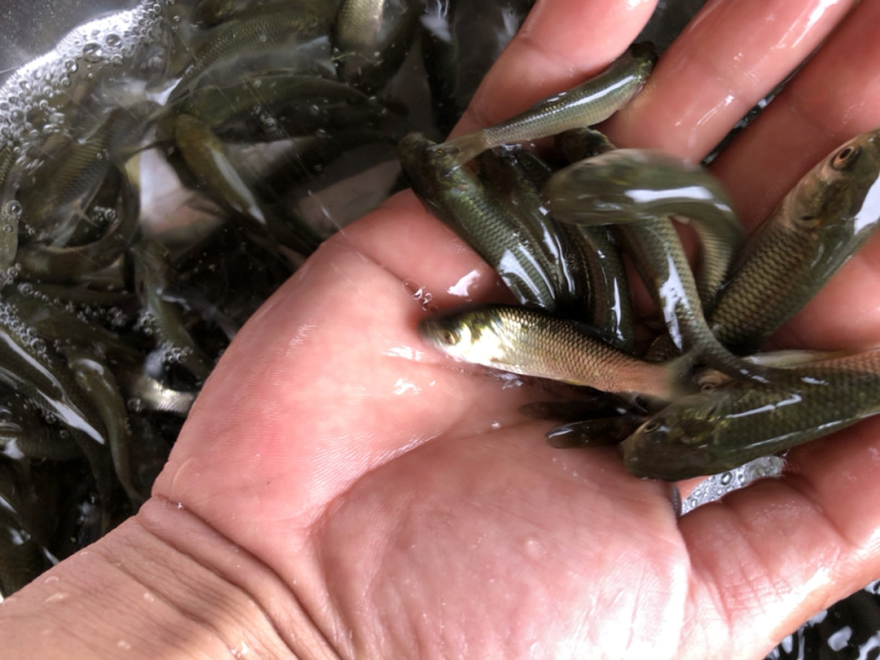 草鱼苗，