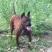 四川特级川东猎犬种公出售和配种可视频在线观看